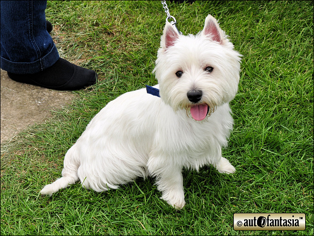 Dogs At Car Shows