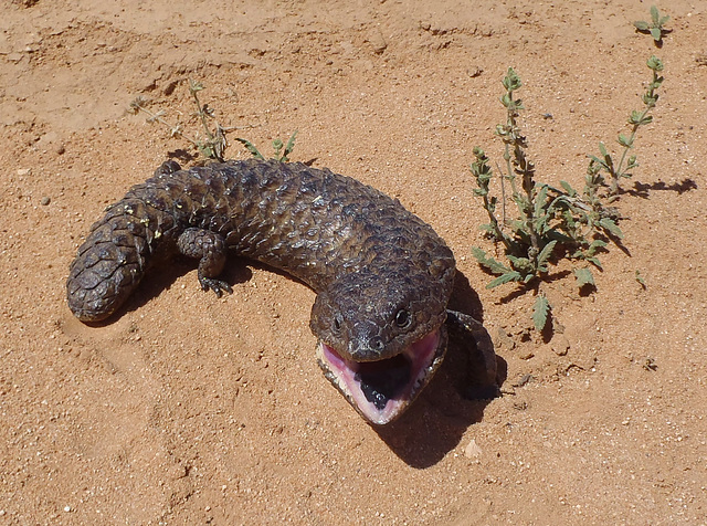 shingleback lizard