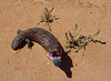 shingleback lizard