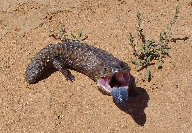 shingleback lizard