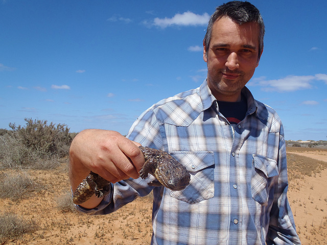 shingleback lizard and Ad