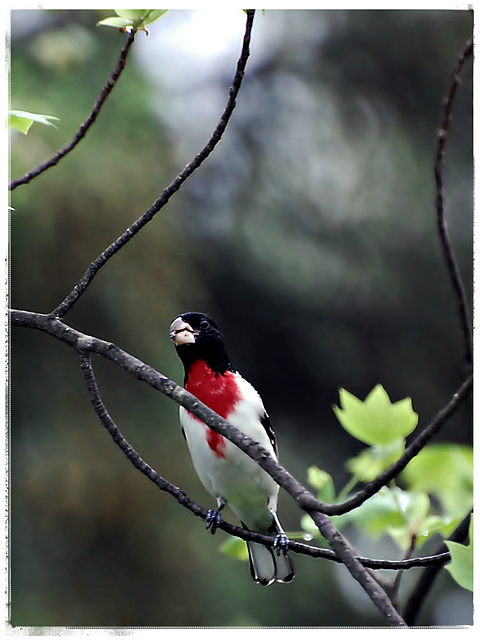 Red brested Grosbeck