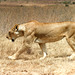 lioness-walking