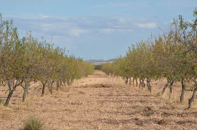 Orchards