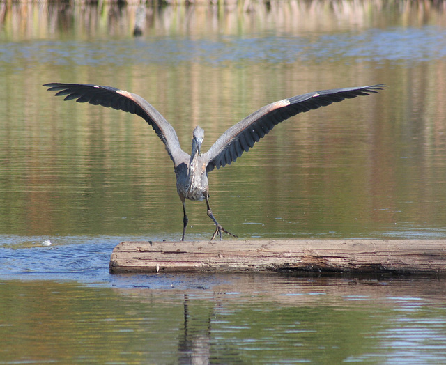 landing