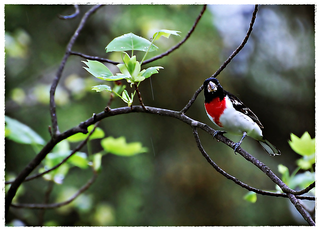 Red breasted Grosbeck