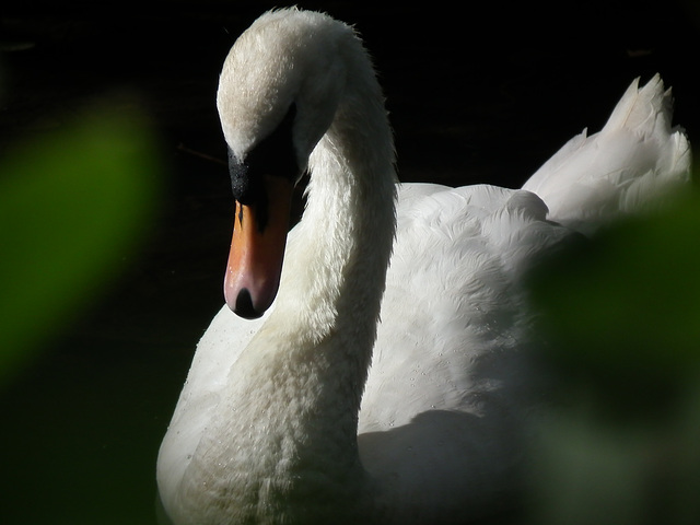 Swan through the bushes Swan through the bushes