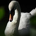 Swan through the bushes