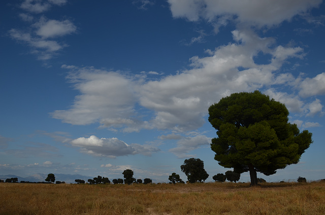 Orchards