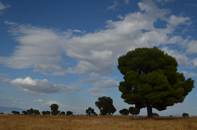 Orchards