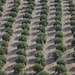 Orchards