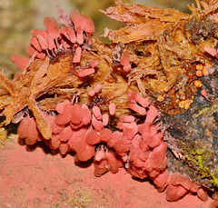 Slime Mould