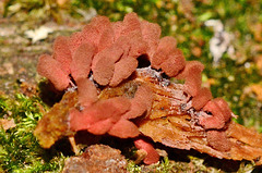 Slime Mould