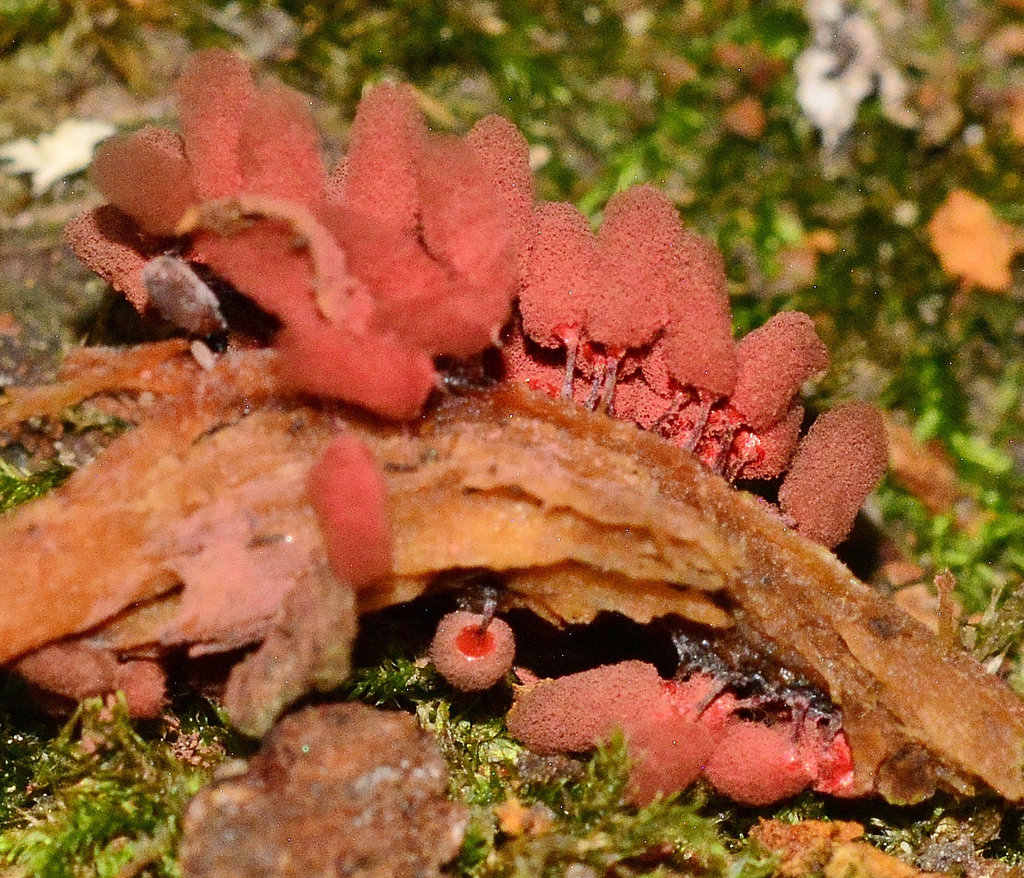 Slime Mould