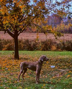 Ceci n'est pas un Magritte (Cropped and Color Adjusted)