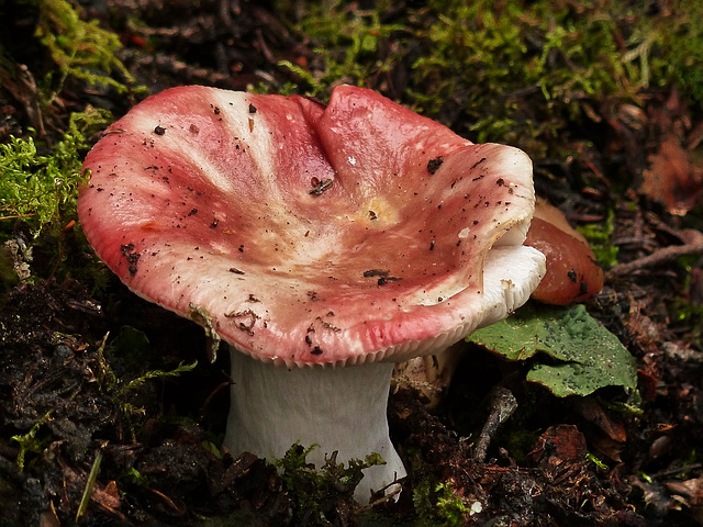 A splash of colour in the forest