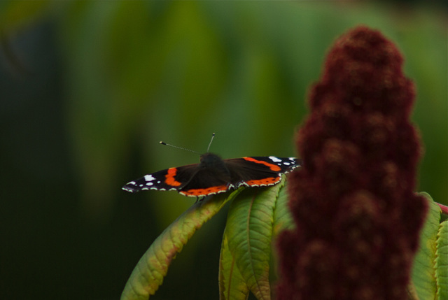 Red Admiral 2