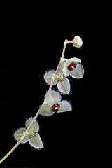 Stelis species #307