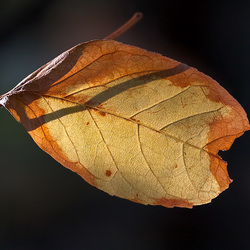 Beautiful Fall Leaf "Flower"! Beautiful Fall Leaf "Flower"!