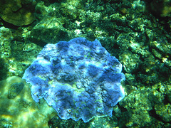 Kapoho Blue Coral