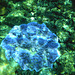 Kapoho Blue Coral
