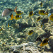 Mostly butterfly fish with unicorn fish at left
