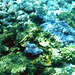 Coral garden featuring rare Kapoho Blue