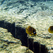 Two butterfly fish and crack in sea floor