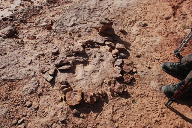 Dinosaur Footprint