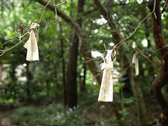 Fortune slips tied on tree branches