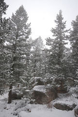 Snow and Rocks and Trees and Fog