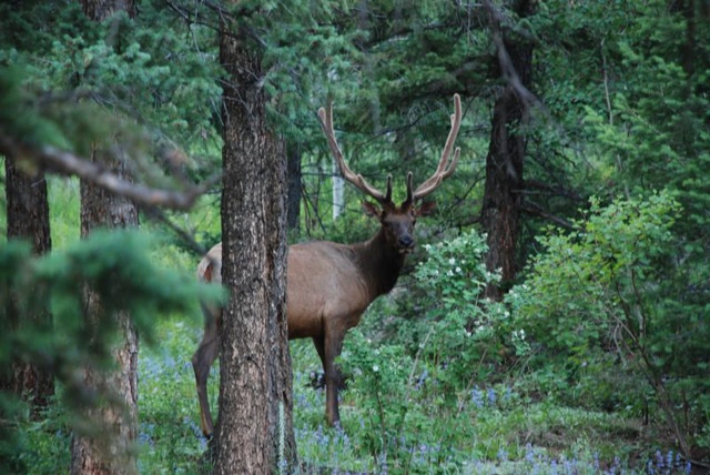 Watcher in the Woods