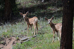 Fawns