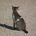 Another Ephesus-ian cat