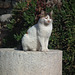 One of the many cats at Ephesus