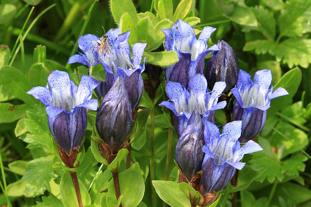 Mountain Bog Gentian