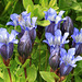 Mountain Bog Gentian