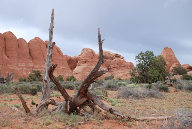 Dead Tree