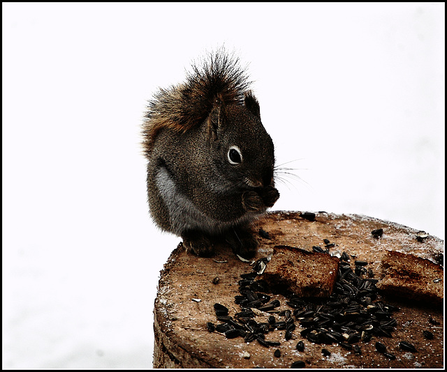 Red squirrel's Winter tale ~ 2