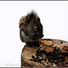 Red squirrel's Winter tale ~ 2