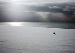 Snowy Shoreline