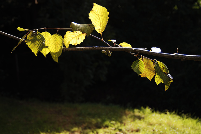 Autumn Closing In