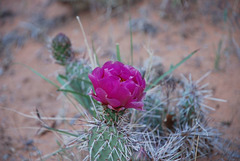 Cactus Flower