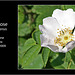 Field Rose, Bishopstone 1 6 09