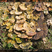 Giant Polypore - Meripilus giganteus  Bishopstone 26 3 2011