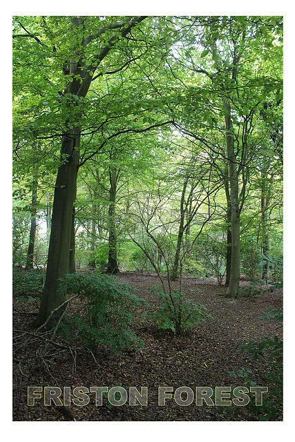 Friston Forest 12.9.2012