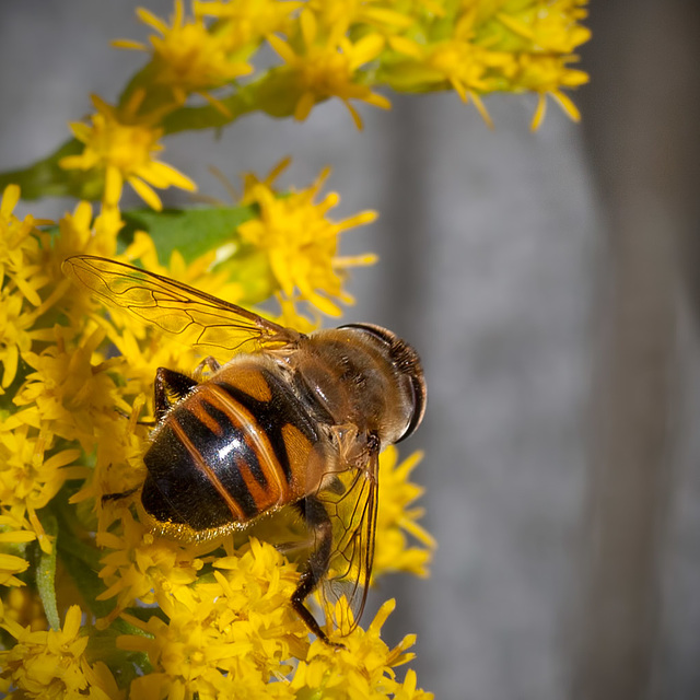 Beautiful Hover Butt!