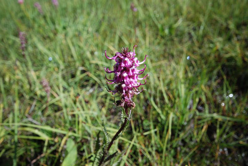 Purple Flower