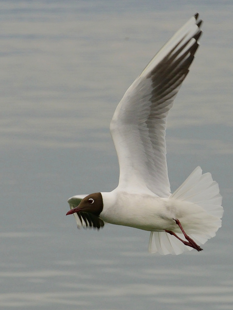 Mouette à tête brune