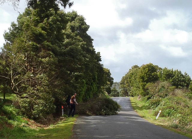 tree down on the road